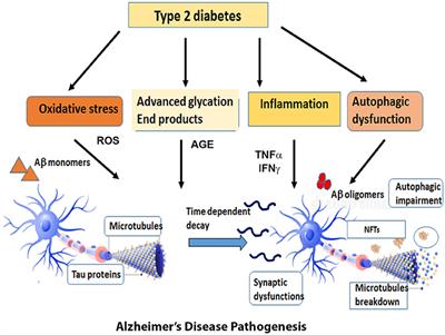 Alzheimer's Disease and Type 2 Diabetes: A Critical Assessment of the Shared Pathological Traits